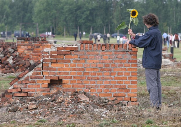 Słonecznik składany na ruinach na terenie podobozu cygańskiego byłego obozu zagłady KL Auschwitz - Birkenau /PAP/Jacek Bednarczyk /PAP