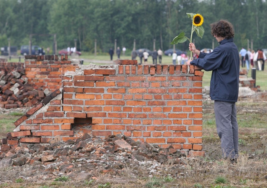 Słonecznik składany na ruinach na terenie podobozu cygańskiego byłego obozu zagłady KL Auschwitz - Birkenau /PAP/Jacek Bednarczyk /PAP