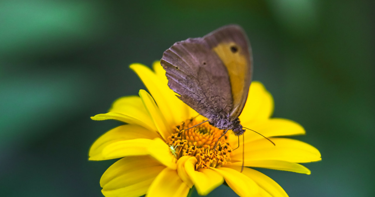 Słonecznik szorstki to roślina - lep na motyle /Adam Burakowski /East News