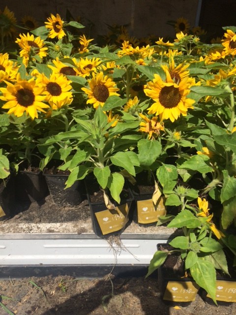 Słoneczniki, które trafią do mieszkańców Katowic /Anna Kropaczek /RMF FM