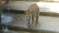 Słoniątko podczas kąpieli. To trzeba zobaczyć
