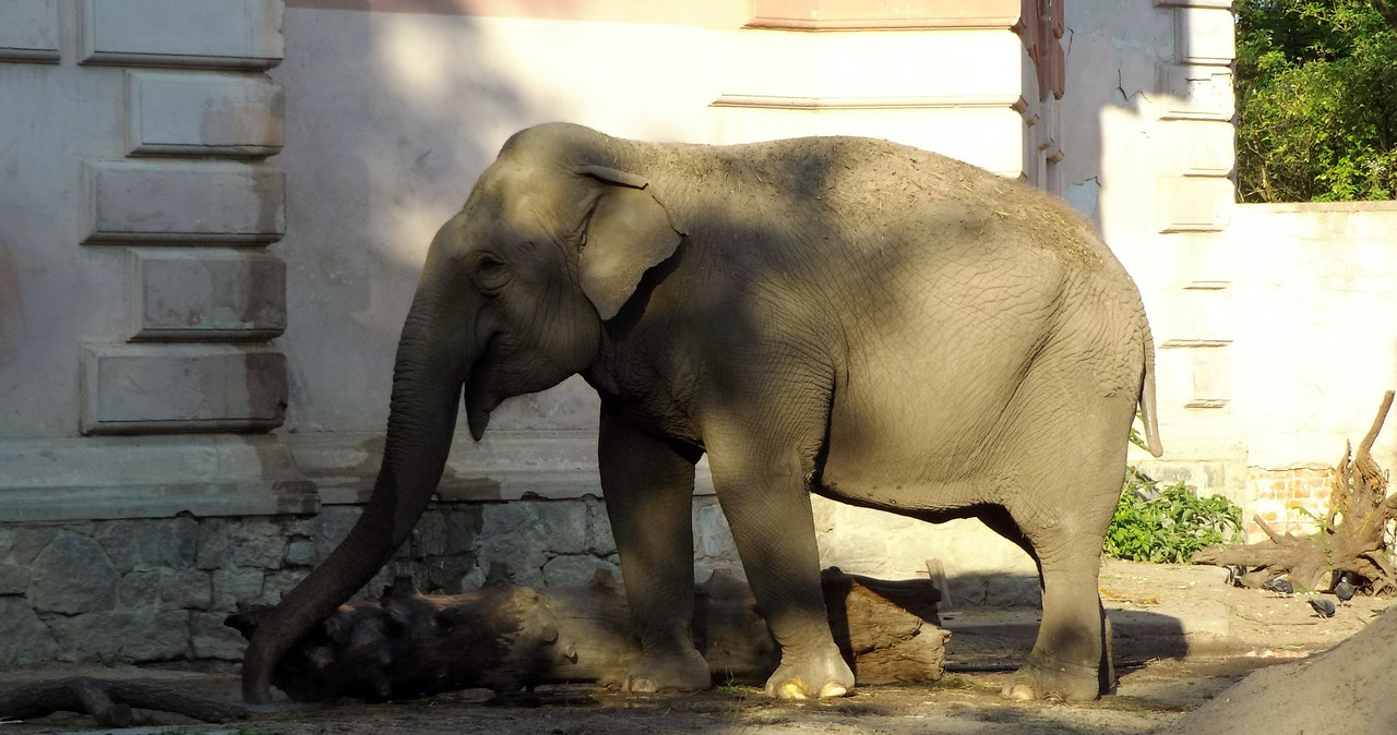 Słonica Birma z wrocławskiego zoo /Styl.pl