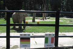 Słonica Citta stawia na Włochów 