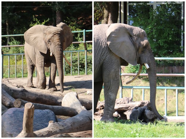 Słonica Katka /Zoo Gdańsk /Materiały prasowe