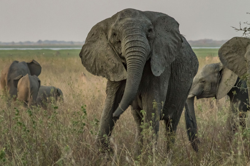 Słonica Park Narodowy Gorongosa w Mozambiku. Fot. Jennifer Guyton / CATERS NEWS /Agencja FORUM