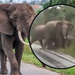 Słonica podziękowała kierowcom. Zobacz wyjątkowe nagranie 