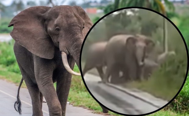 Słonica podziękowała kierowcom. Zobacz wyjątkowe nagranie 