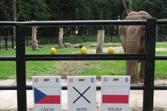Słonica stawia na remis w meczu z Czechami!