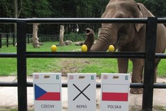Słonica stawia na remis w meczu z Czechami!