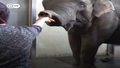 Słonica z berlińskiego zoo zaskoczyła naukowców