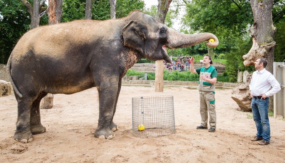 Słonica Zella nie miała wątpliwości: Polska wygra z Portugalią /CHRISTOPH SCHMIDT /PAP/EPA