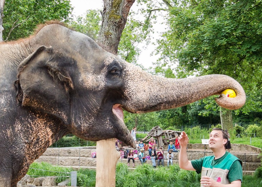 Słonica Zella nie miała wątpliwości: Polska wygra z Portugalią /CHRISTOPH SCHMIDT /PAP/EPA