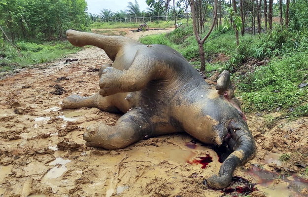Słonica została znaleziona martwa /BKSDA RIAU HANDOUT  /PAP/EPA