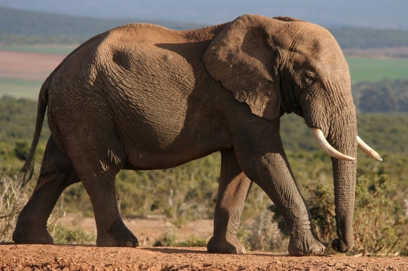 Słonie afrykańskie to jeden z zagrożonych gatunków, na które polują kłusownicy /123RF/PICSEL