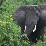 słoń "Słonie-duchy" istnieją naprawdę. Niezwykłe odkrycie w Angoli