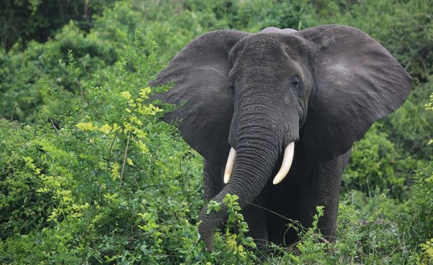 "Słonie-duchy" istnieją naprawdę. Niezwykłe odkrycie w Angoli