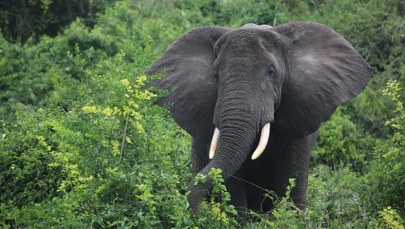 "Słonie-duchy" istnieją naprawdę. Niezwykłe odkrycie w Angoli
