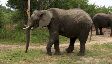 Słonie i nosorożce produkują energię do naszych domów. Sekretem są... odchody