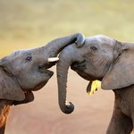 Słonie mogą wykrywać materiały wybuchowe