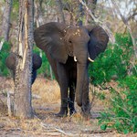 Słonie są bezcenne dla klimatu. Dzięki nim drzewa pochłaniają więcej CO2