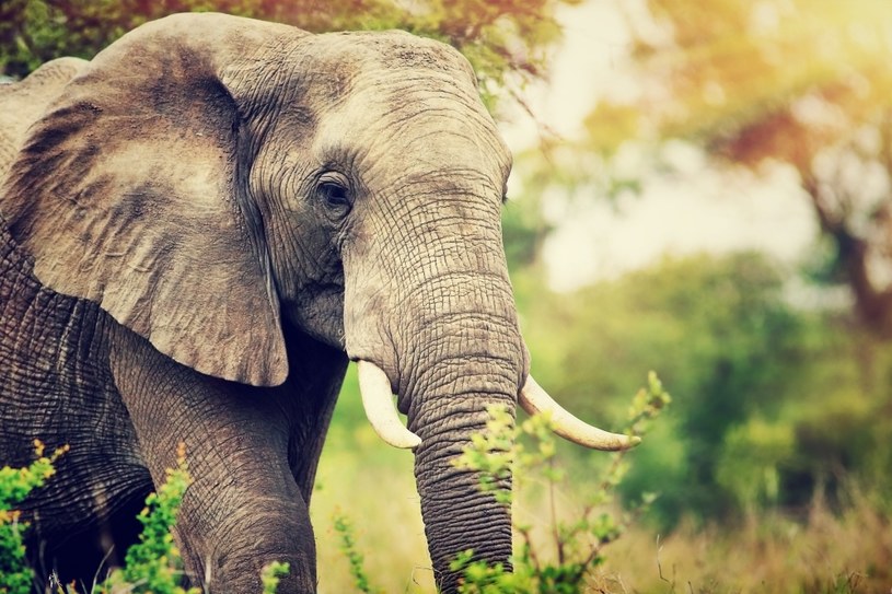 Słonie są zagrożone wyginięciem /123RF/PICSEL
