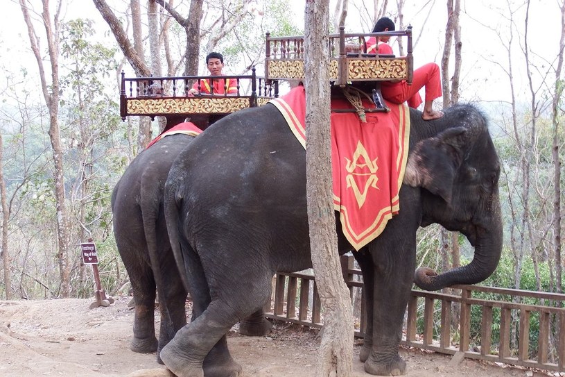 Elephants photographed at the Angkor complex by the author in 2016 /Radosław Nawrot /INTERIA.PL