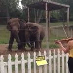 Słonie tańczą do Bacha!