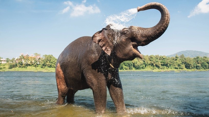 Słonie uratują ludzkość przed zagładą związaną z epidemiami groźnych chorób /Geekweek