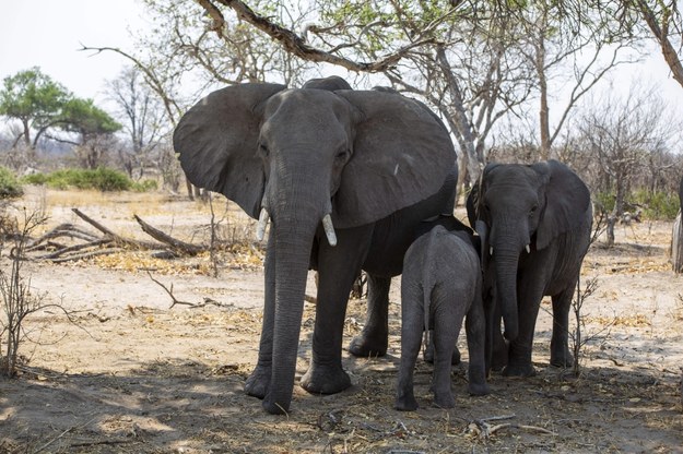 Słonie w Botswanie na zdjęciu ilustracyjnym / AA/ABACA /PAP/Abaca