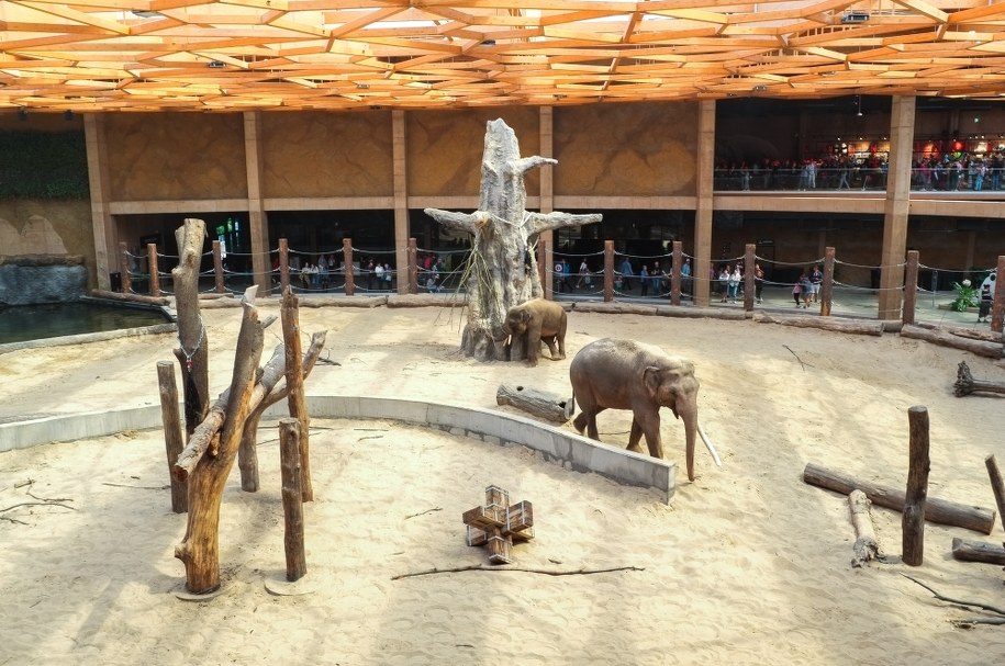 Słonie w łódzkim Orientarium /Shutterstock