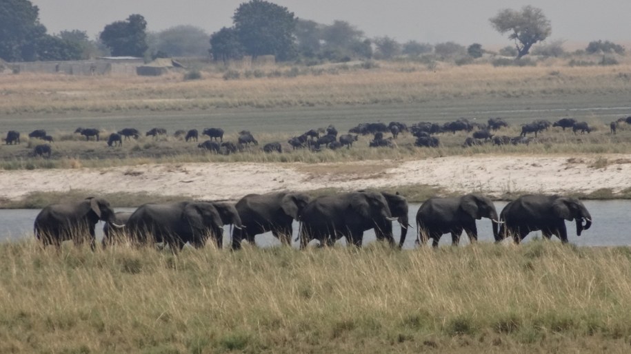 Słonie w Parku Narodowym Chobe w Botswanie /Fot. Grzegorz Jasiński /RMF FM