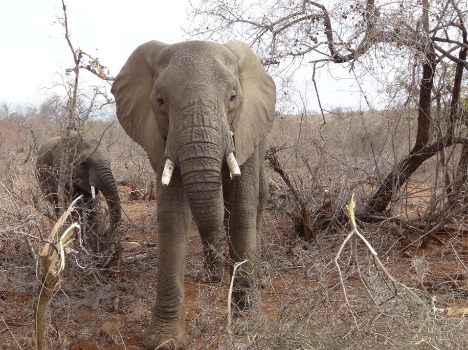 Słonie w Parku Narodowym Krugera w RPA /Fot. Grzegorz Jasiński /RMF FM