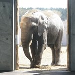 Słonie w Poznaniu wreszcie wydostały się na zewnątrz. Zoo tłumaczy sytuację