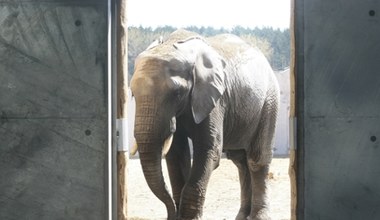 Słonie w Poznaniu wreszcie wydostały się na zewnątrz. Zoo tłumaczy sytuację