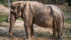 Słonie w Tajlandii ciężko pracują. Przyjaciele Dzikiej Przyrody ujawnią