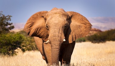 Słonie wołają do siebie po imieniu? Szok w świecie naukowym