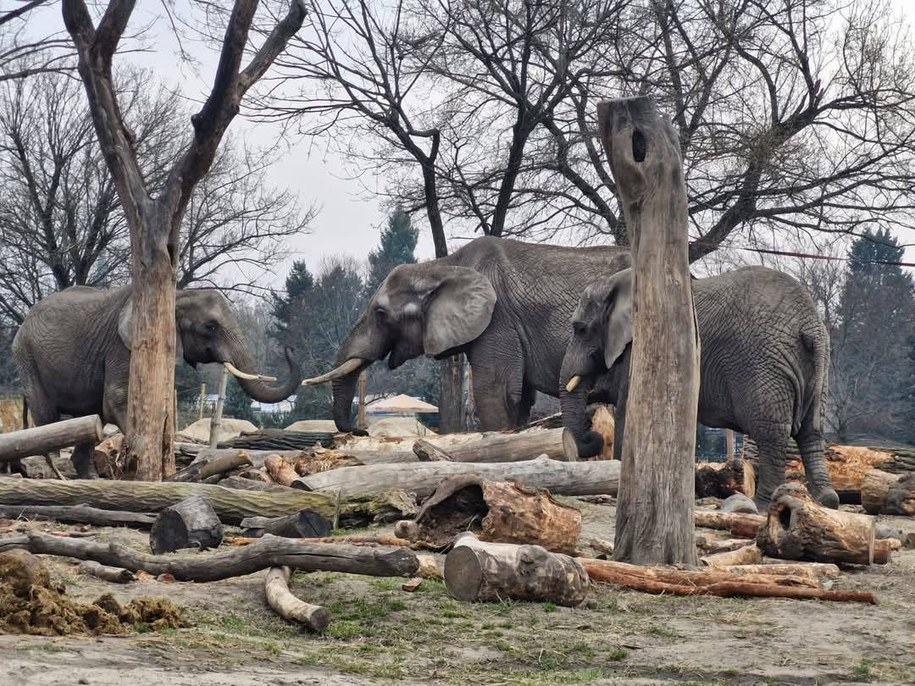 Słonie z warszawskiego zoo /Katarzyna Oleszczuk /