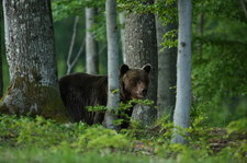 Słowacja: Niedźwiedź zabił mężczyznę. "Ich populacja rośnie szybko"
