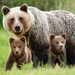 Słowacja: Niedźwiedzica z dwójką małych śmiertelnie potrącone na autostradzie