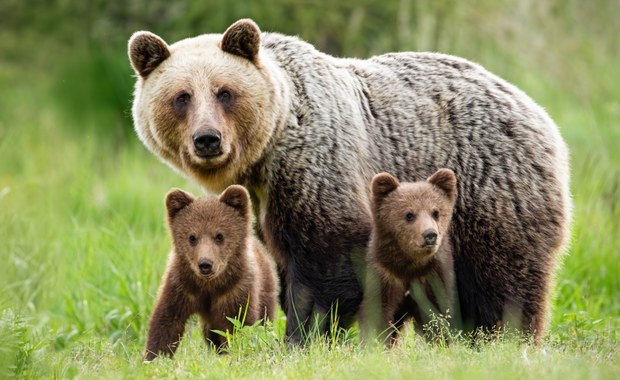 Słowacja: Niedźwiedzica z dwójką małych śmiertelnie potrącone na autostradzie