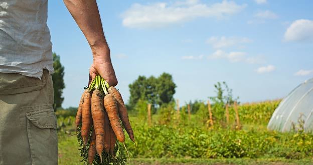 Słowacja walczy z naszymi warzywami /AFP
