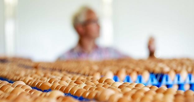 Słowacja: Wykryto holenderskie jaja skażone fipronilem /AFP