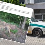 Słowackie służby próbują schwytać tygrysa. Uciekł z ukraińskiego zoo