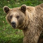 Słowacy wypowiedzieli wojnę niedźwiedziom. Teraz będą sprzedawać ich mięso