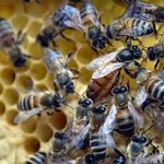 Słowenia - jedyny kraj który chroni swój podgatunek pszczoły
