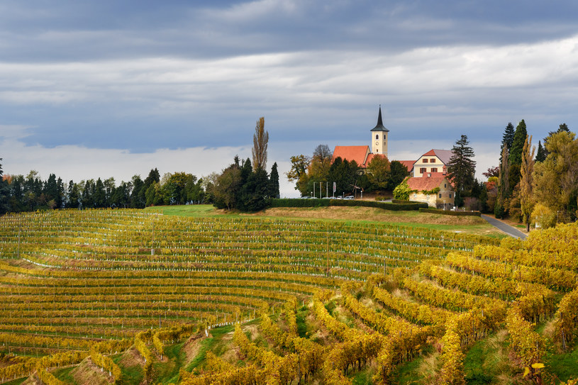 Słowenia to raj dla miłośników wina /123RF/PICSEL