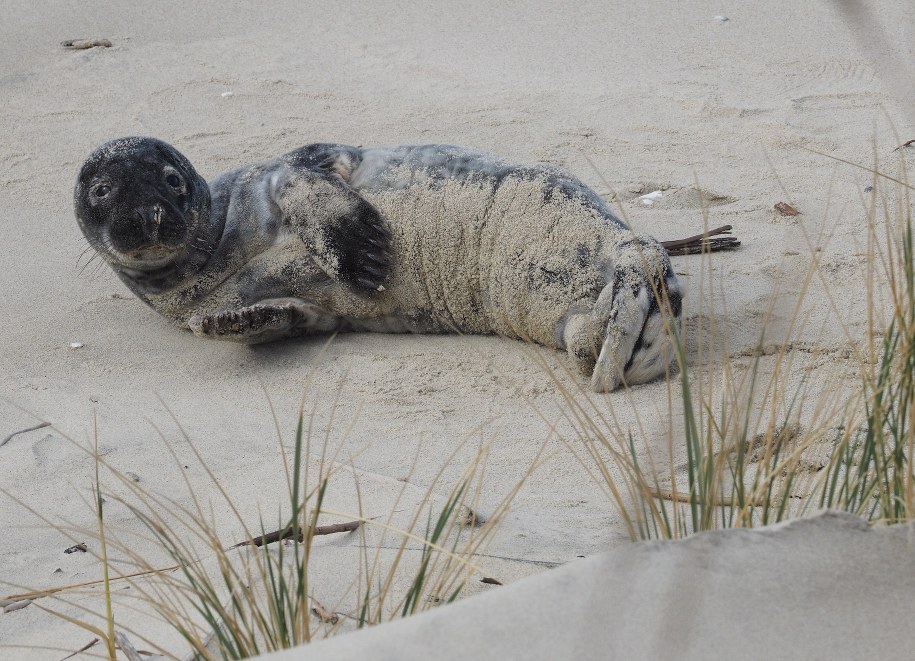 Słupek - uratowana foczka /Fot. Jan Wilkanowski/Błękitny Patrol WWF /