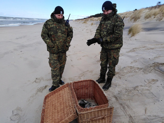 Słupek - uratowana foczka /Fot. Jan Wilkanowski/Błękitny Patrol WWF /