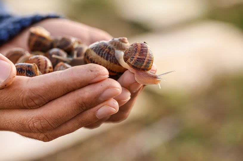 Śluz ślimaka pozyskiwany jest z hodowlanych ślimaków Helix Aspersa Müller /123RF/PICSEL