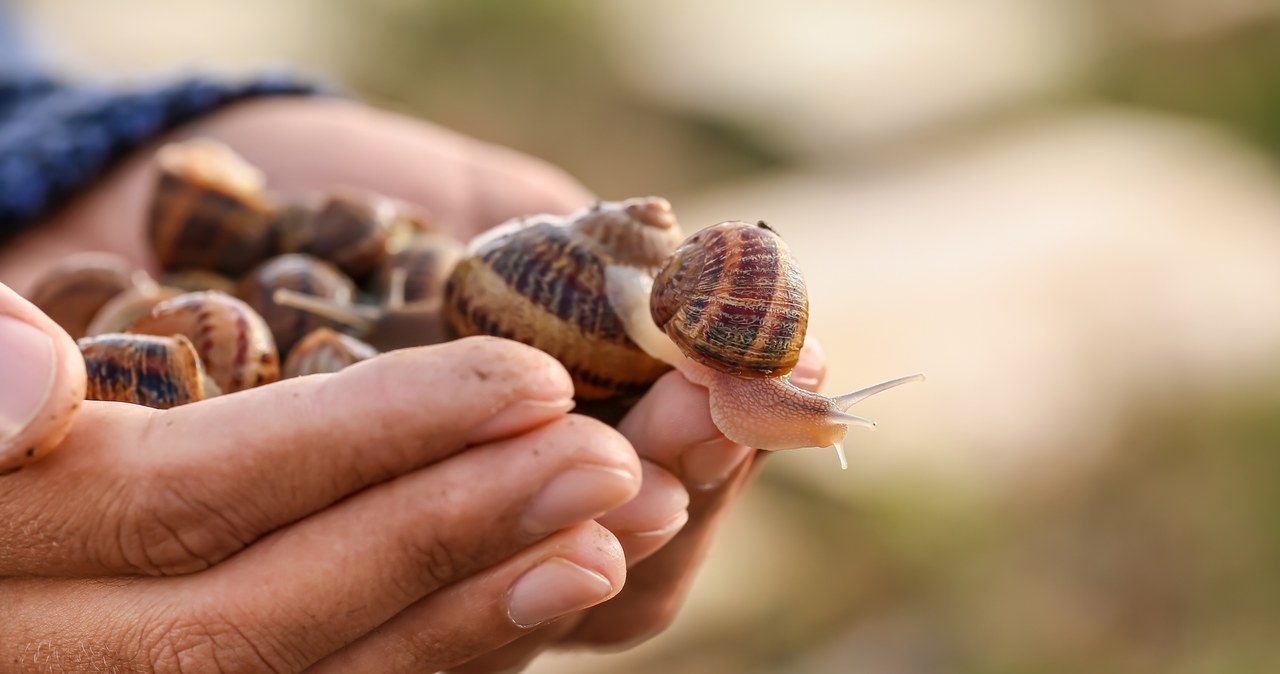 Śluz ślimaka pozyskiwany jest z hodowlanych ślimaków Helix Aspersa Müller /123RF/PICSEL